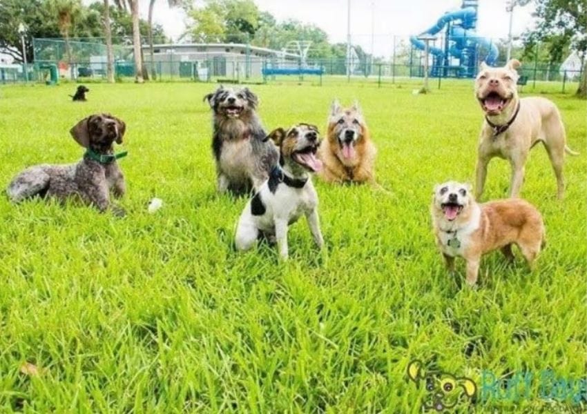 pet friendly places dog friendly spots dog friendly places in tampa