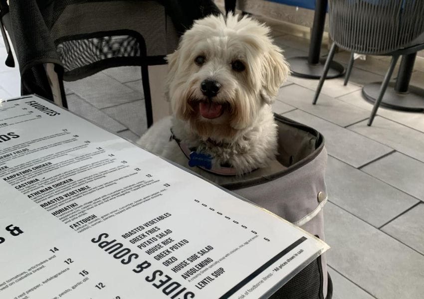 6 Dog Friendly Food Places & Bars in Ybor City UNATION