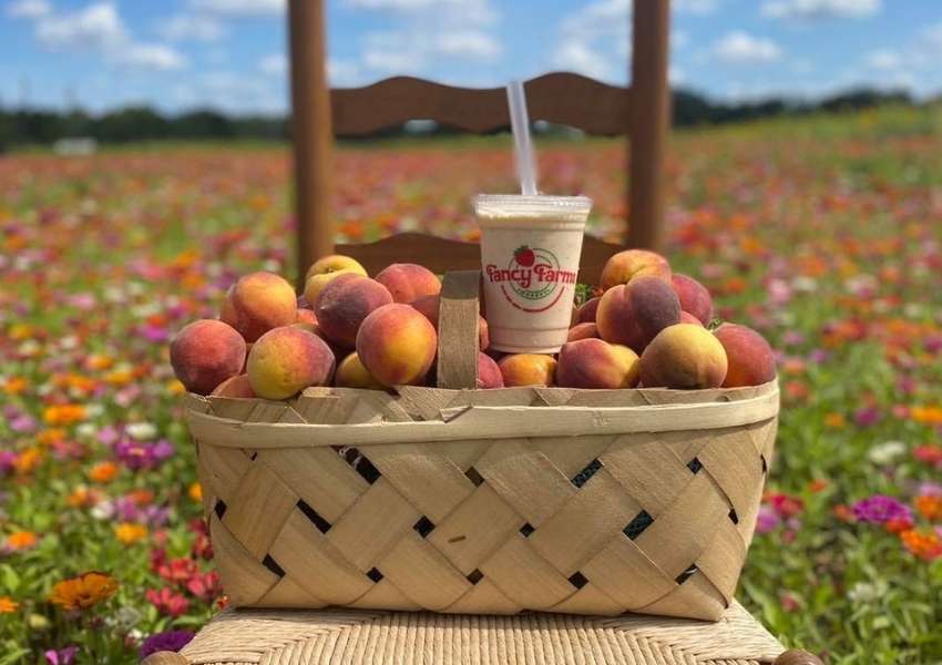 u pick farms near tampa
