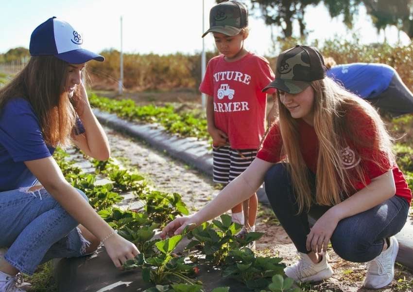 u-pick farms near tampa