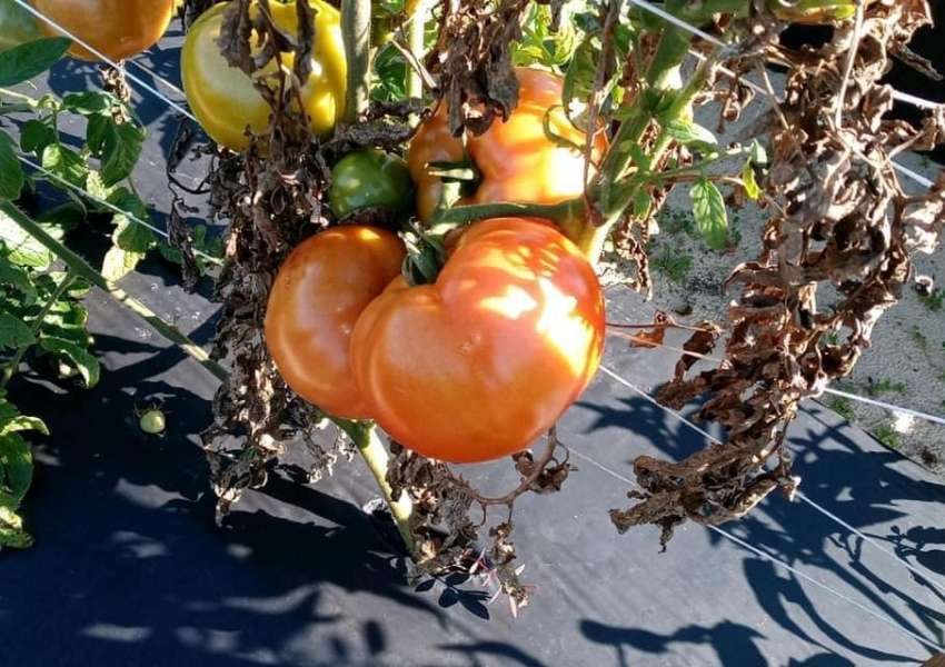 u-pick farms near tampa