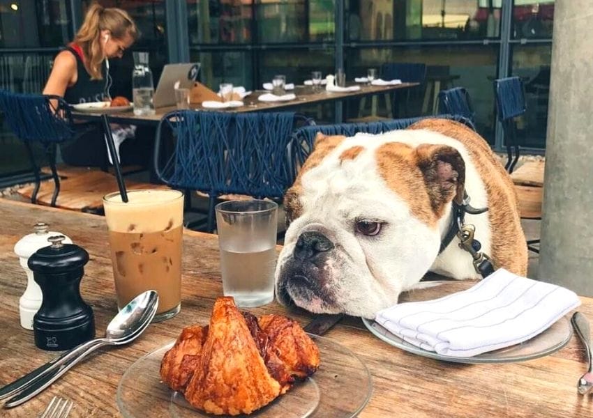 dog-friendly places on south congress