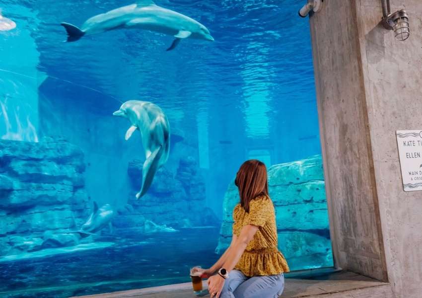 Clearwater Marine Aquarium - All You Need to Know BEFORE You Go