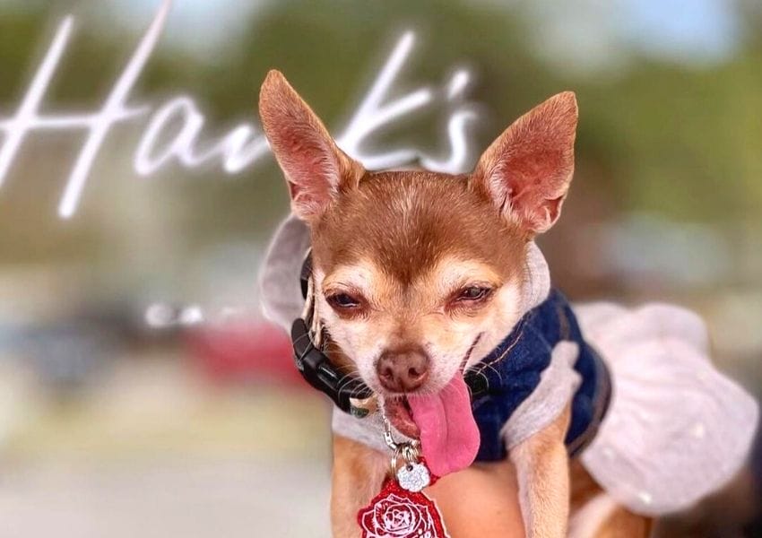 Dog Friendly Restaurants in Austin