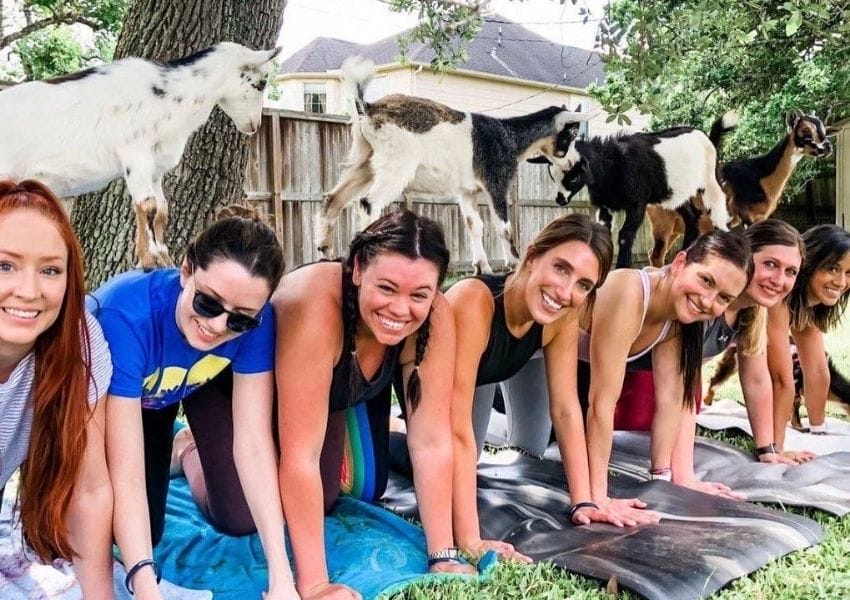 goat yoga