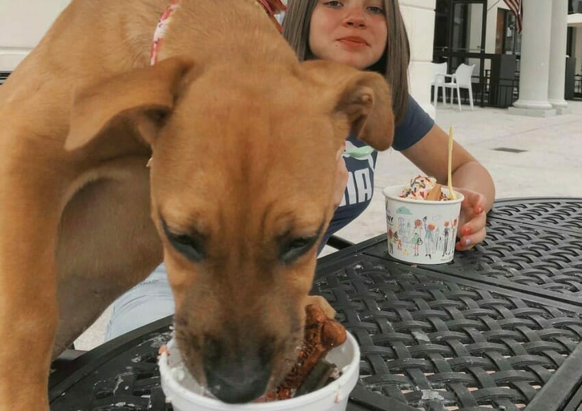 Pamper Your Pup at the Best Dog Treat Shops and Bakeries in Orlando