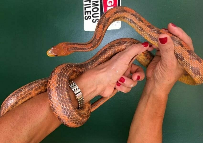 10+ Orlando Zoos for a Wild Time UNATION