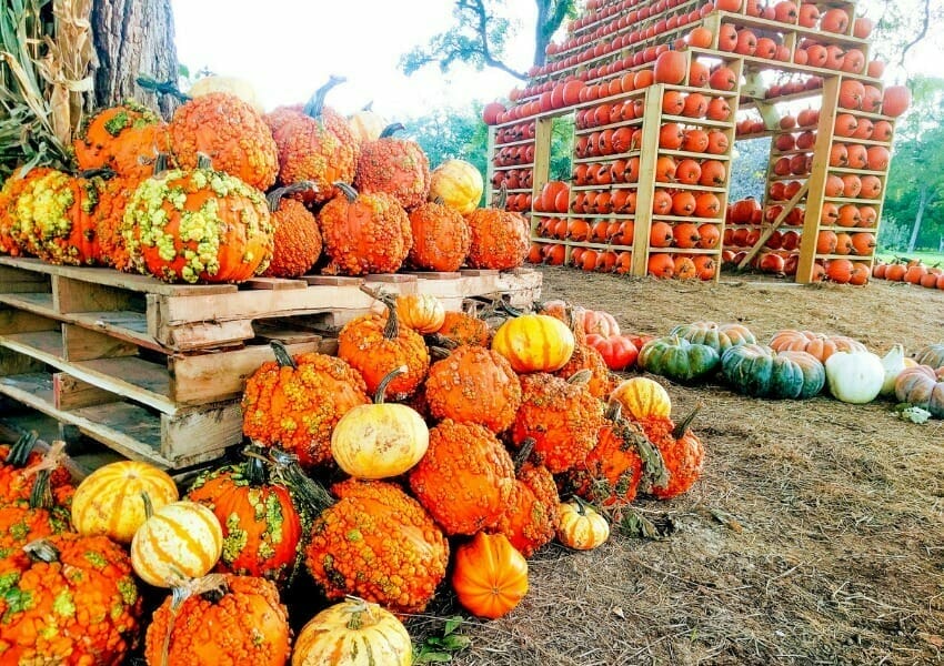 Fall Activities to Celebrate All Things Autumnal in Austin