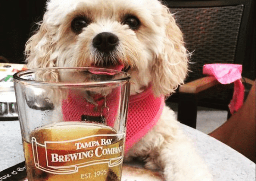 6 Dog Friendly Food Places & Bars in Ybor City UNATION
