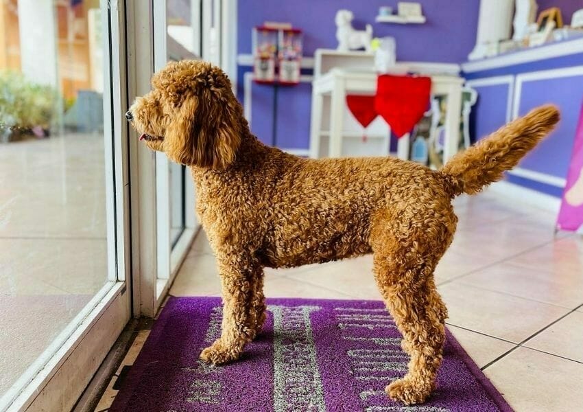 Pamper Your Pup at the Best Dog Treat Shops and Bakeries in Orlando