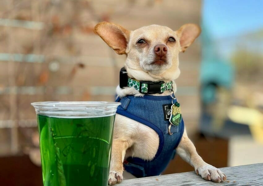 dive bars in Houston|dive bars in Houston|dive bars in Houston|dive bars in Houston|dive bars in Houston|dive bars in Houston|dive bars in Houston|dive bars in Houston