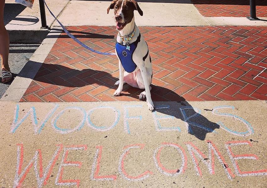 10 Best DogFriendly Restaurants in Orlando