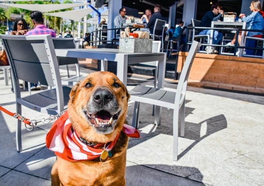 10+ Dog Friendly Restaurants Tampa Bay UNATION