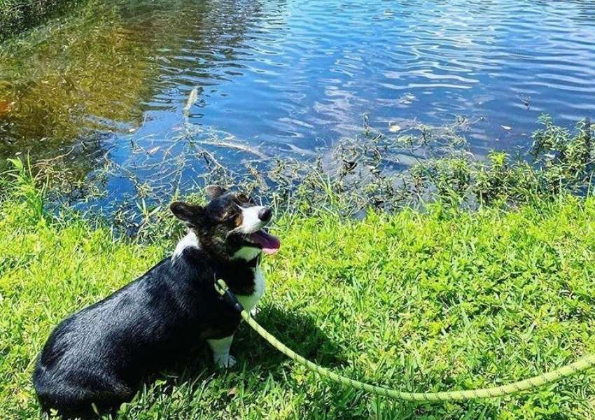 dog friendly parks near sarasota