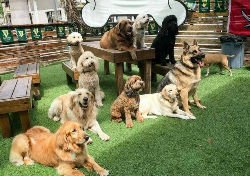 10+ Dog Friendly Restaurants Tampa Bay UNATION