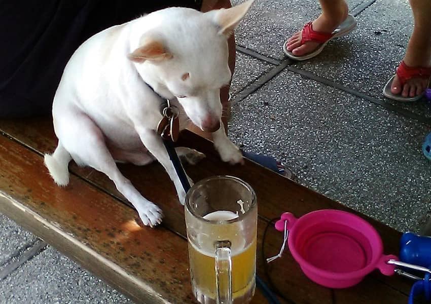 10+ PetFriendly Restaurants in St. Augustine UNATION