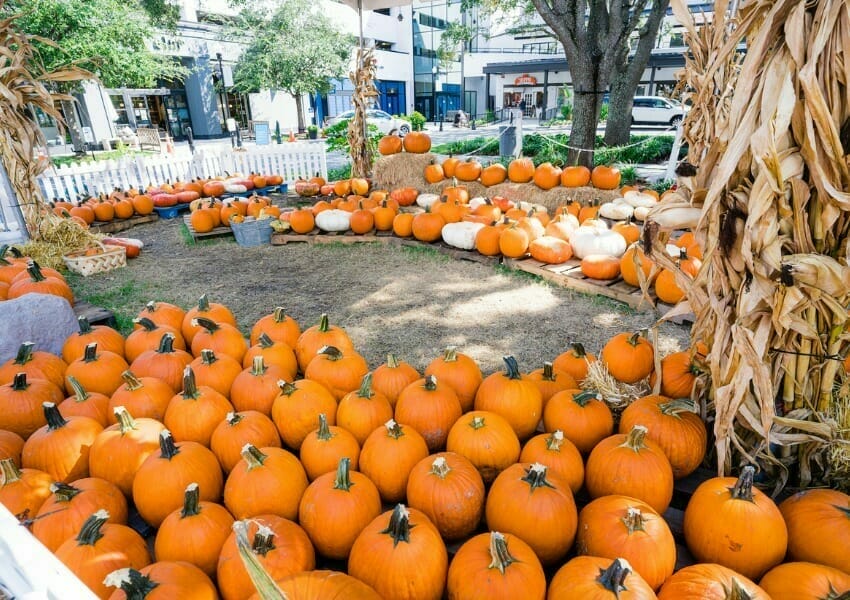 Fall Bucket List 10+ Things to Do in the Fall in Tampa Bay