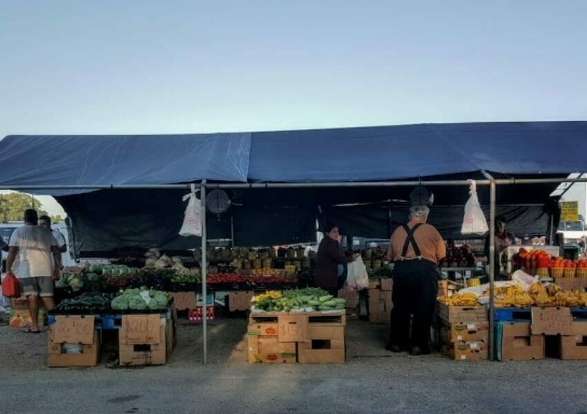 6 Vibrant & Fruitful Farms in Plant City to Visit UNATION