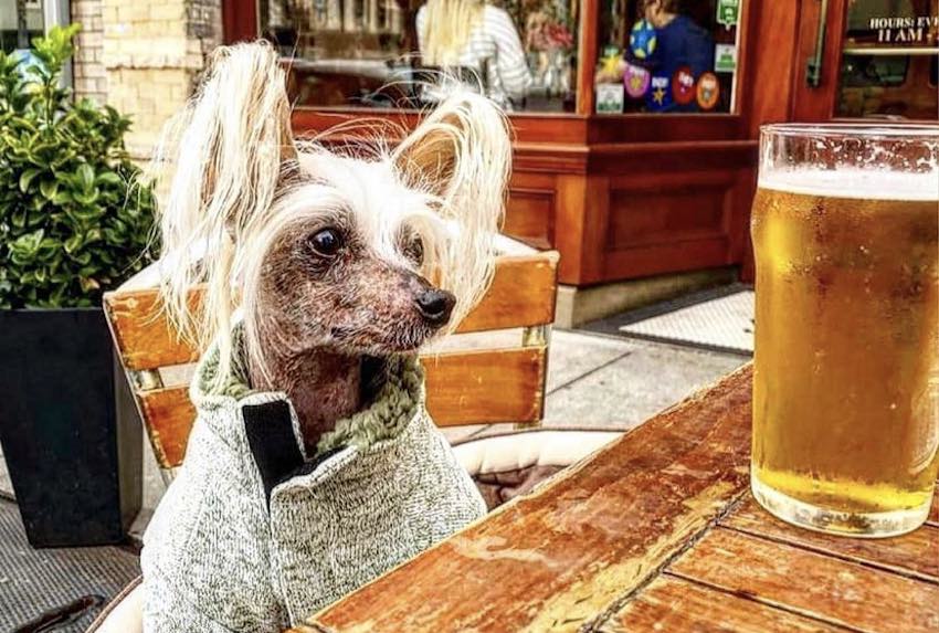 10 Dog Friendly Restaurants in Raleigh