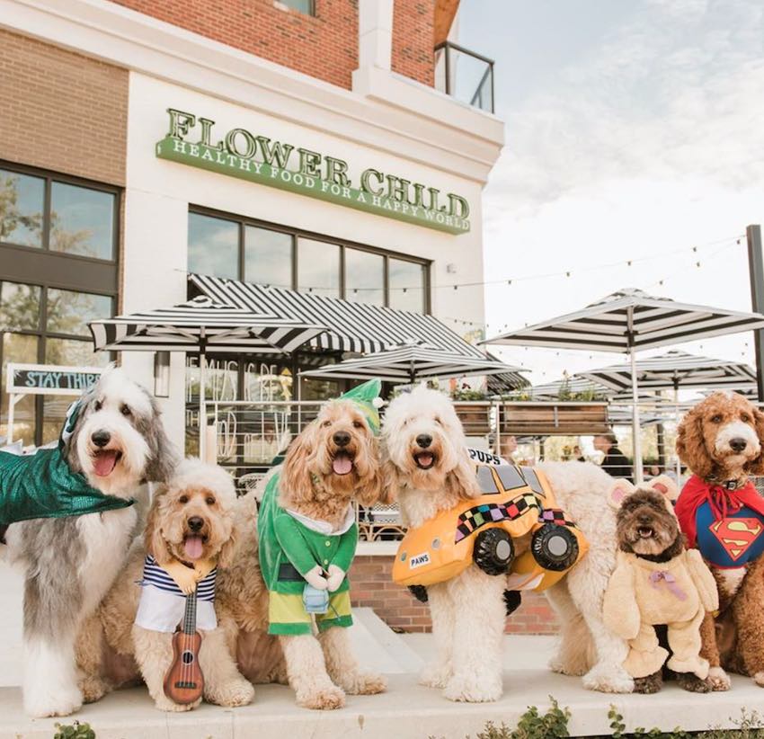 Dog Friendly Restaurants in Uptown Houston UNATION