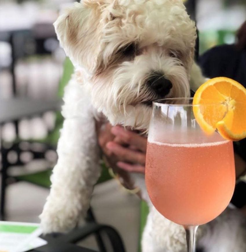 Dog Friendly Restaurants in Uptown Houston UNATION