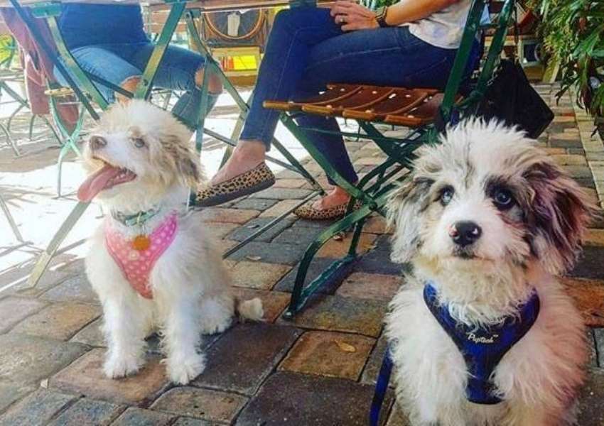 8 Amazing Pet Friendly Restaurants in Seminole Heights