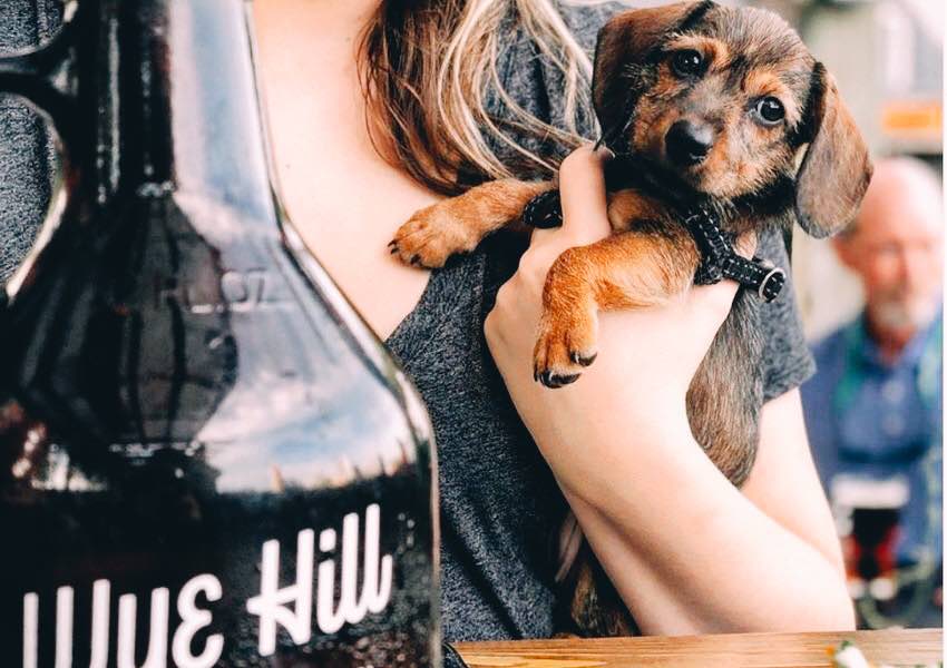 10 Dog Friendly Restaurants in Raleigh