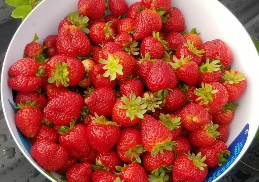 Where to Go Strawberry Picking near Jacksonville UNATION