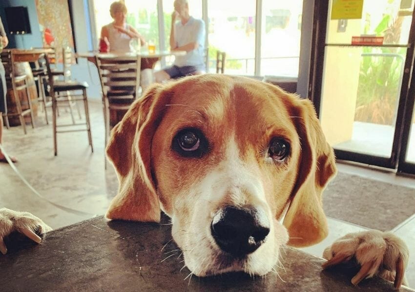 5 Dog Friendly Restaurants in Jacksonville Beach UNATION