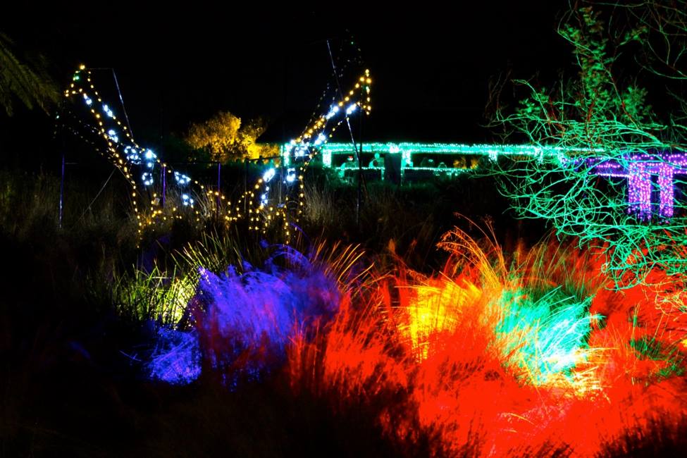 Zoo Lights and More Stuff To Do in Jacksonville This Weekend UNATION