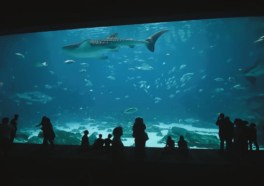 Your Guide to the Perfect Day at the Georgia Aquarium – UNATION