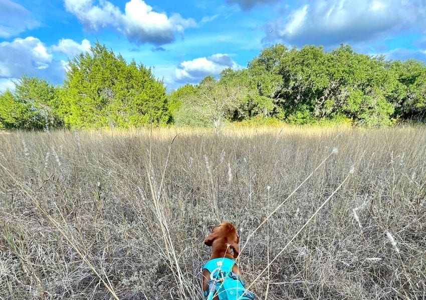 kid friendly spots in south austin s