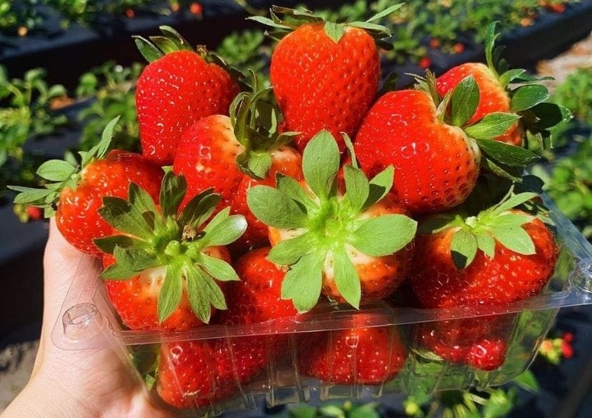 Keel Farms - Spring in Tampa Bay
