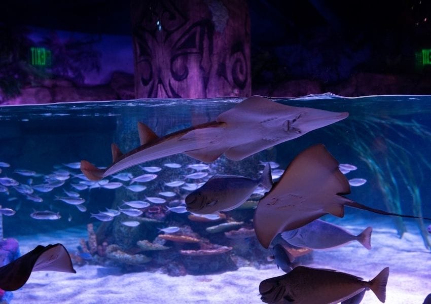 Learn Something New at these Museums in Orlando