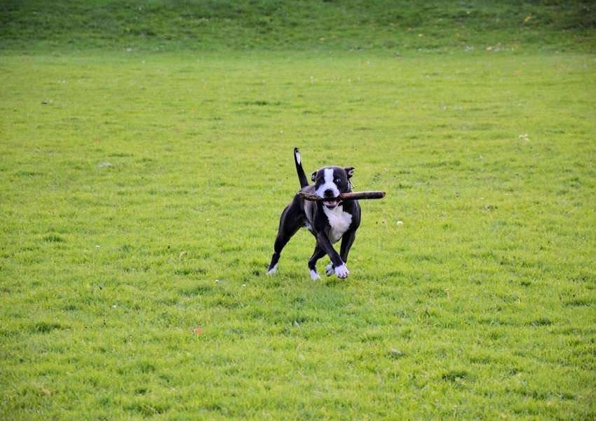 dog parks in Dallas