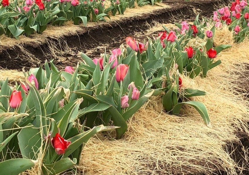 Best Spring Date Ideas in Austin