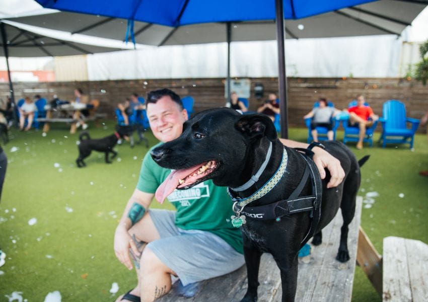 10+ Dog Friendly Restaurants Tampa Bay UNATION