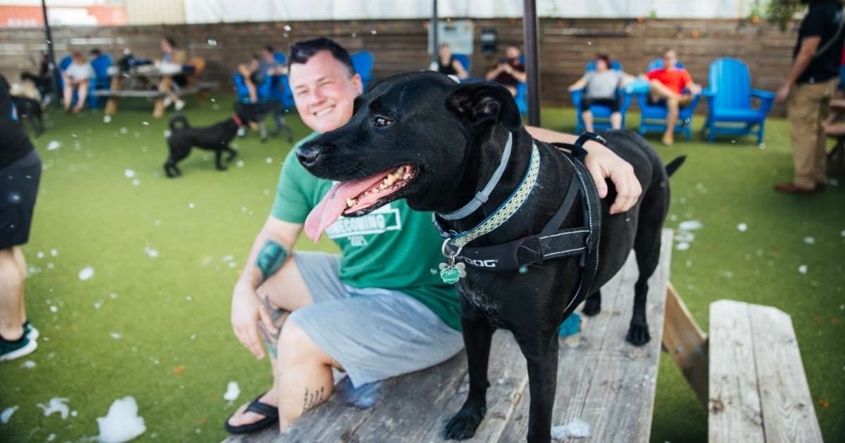 11 Great Dog Parks in Tampa Bay - Westchase WOW