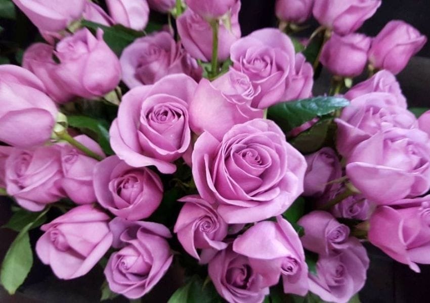 Best Dandy Floral Shops In Atlanta UNATION