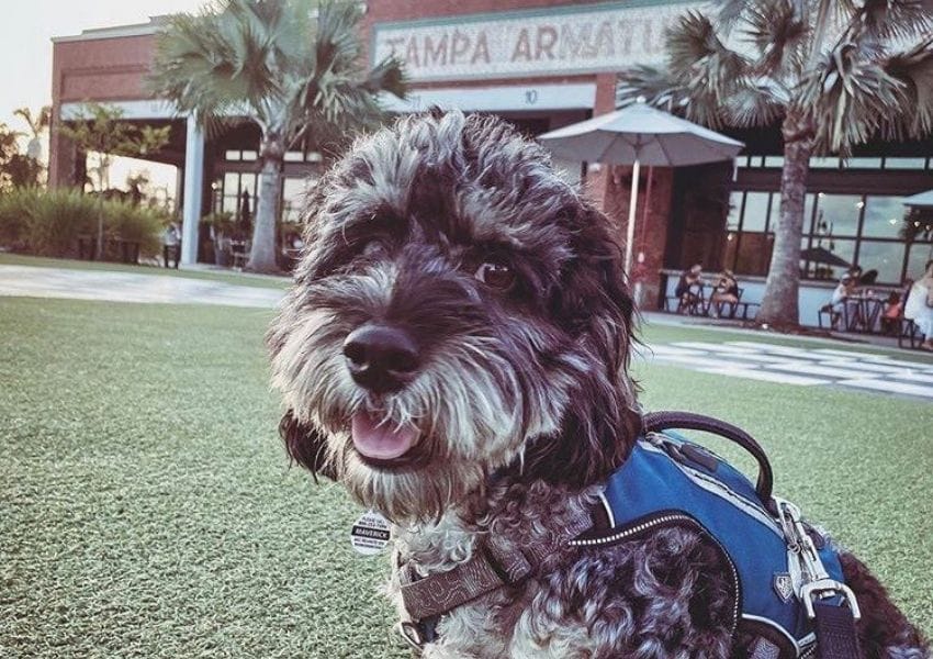 pet-friendly spots in Downtown Tampa: Armature Works