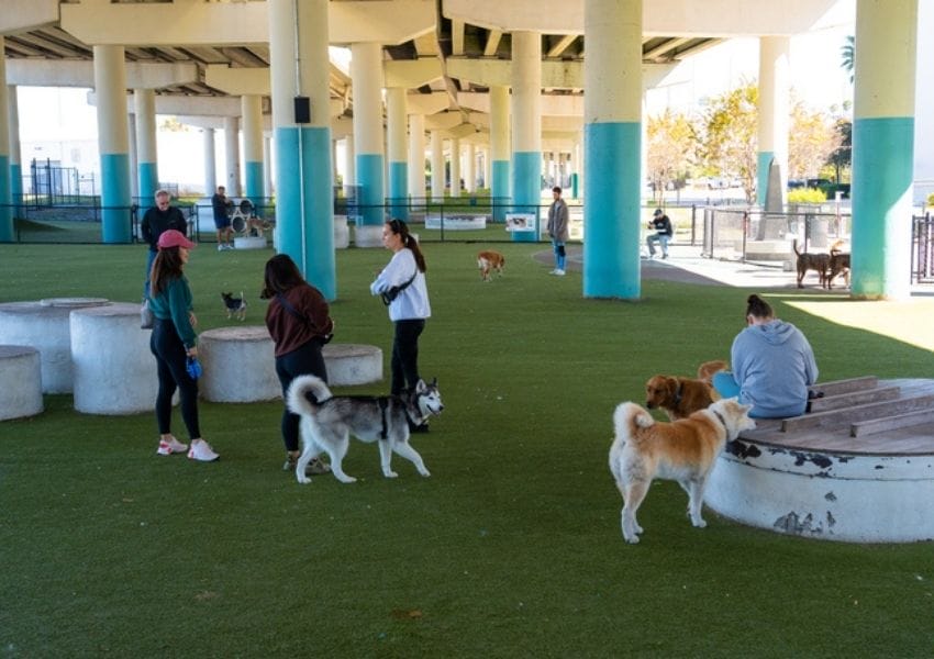 Pet-Friendly Spots in Downtown Tampa: Deputy Kotfila Memorial Dog Park, Dog-Friendly Restaurants