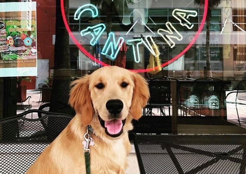 Pet-Friendly Spots in Downtown Tampa: Dog City Cantina, Dog-Friendly Restaurants