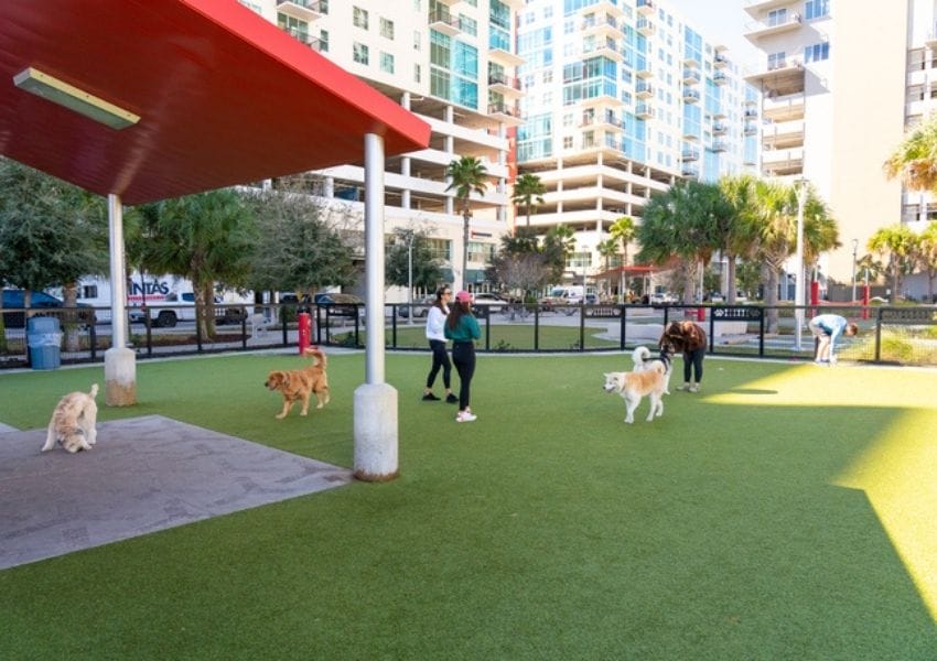 Pet-Friendly Spots in Downtown Tampa: Madison Street Dog Park, Dog-Friendly Restaurants
