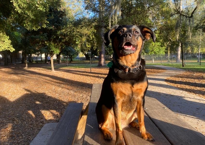 Best Dog Friendly Locations in Jacksonville