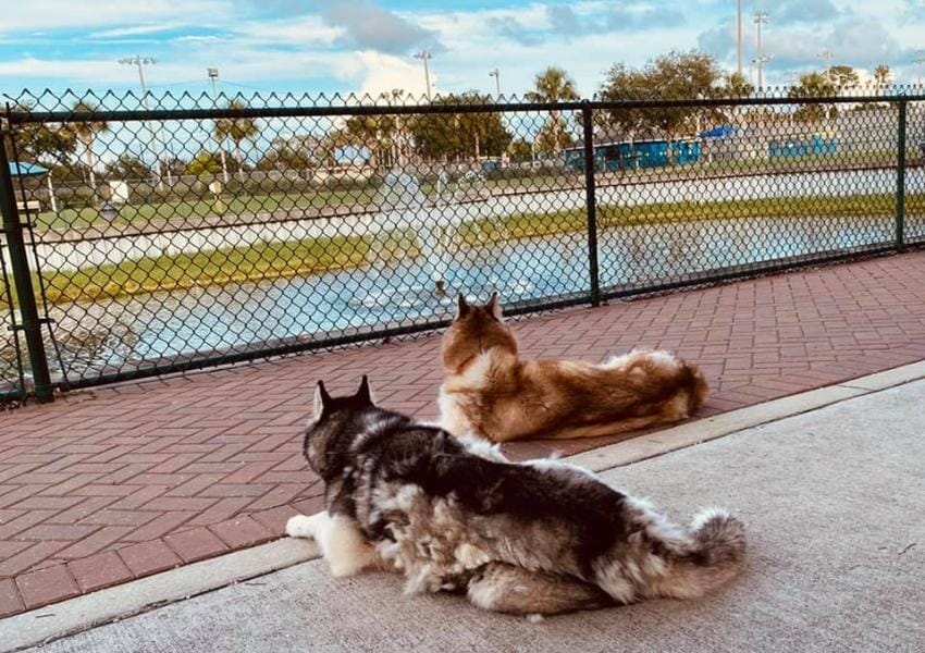 Best Dog Friendly Places in Jacksonville