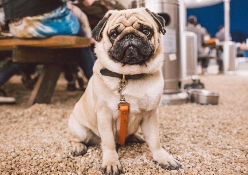 austin insta dogs