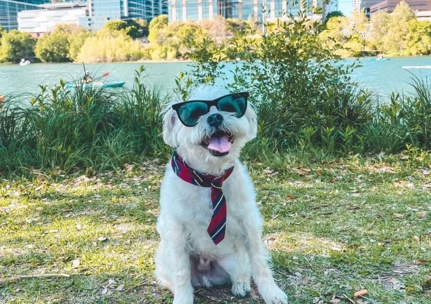 10+ Austin Insta Dogs, the Cutest Pups in Town!