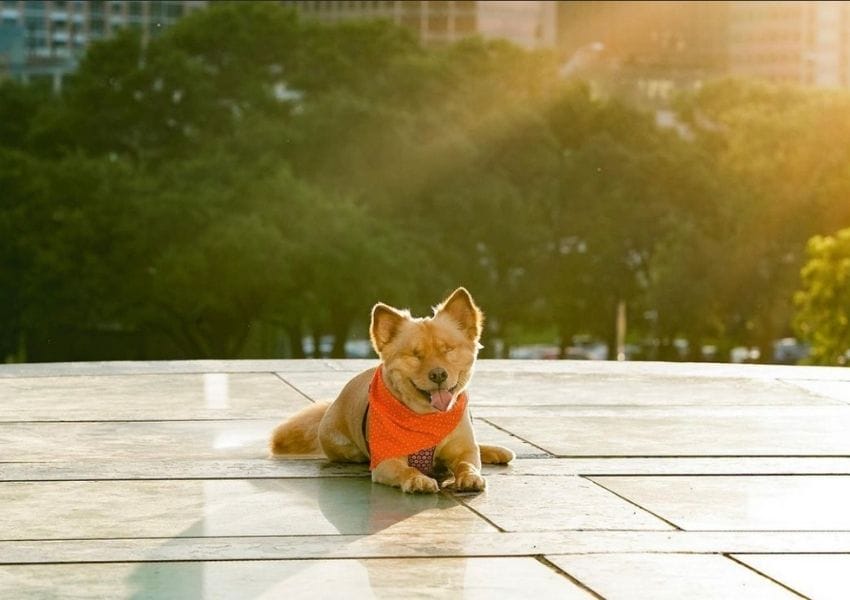 austin insta dogs