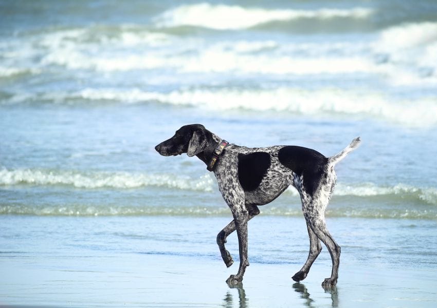 Dog Friendly Beaches near Orlando to Enjoy with your Pup this Summer