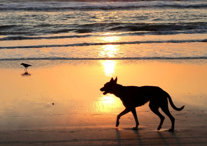 Dog Friendly Beaches near Orlando to Enjoy with your Pup this Summer